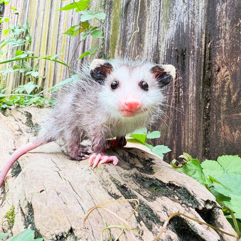 Appreciate Their Pest Control Services