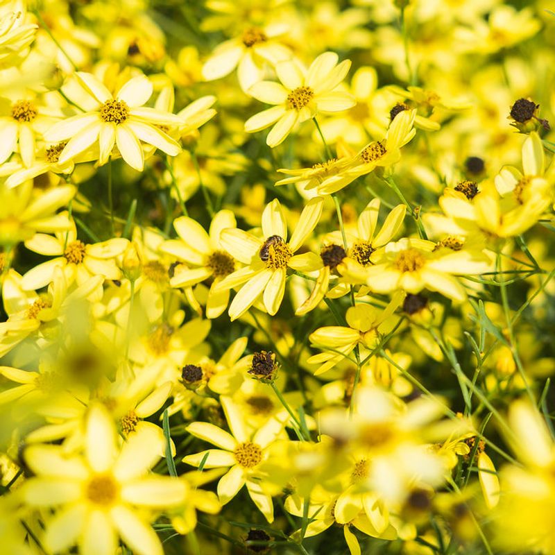 Threadleaf Coreopsis