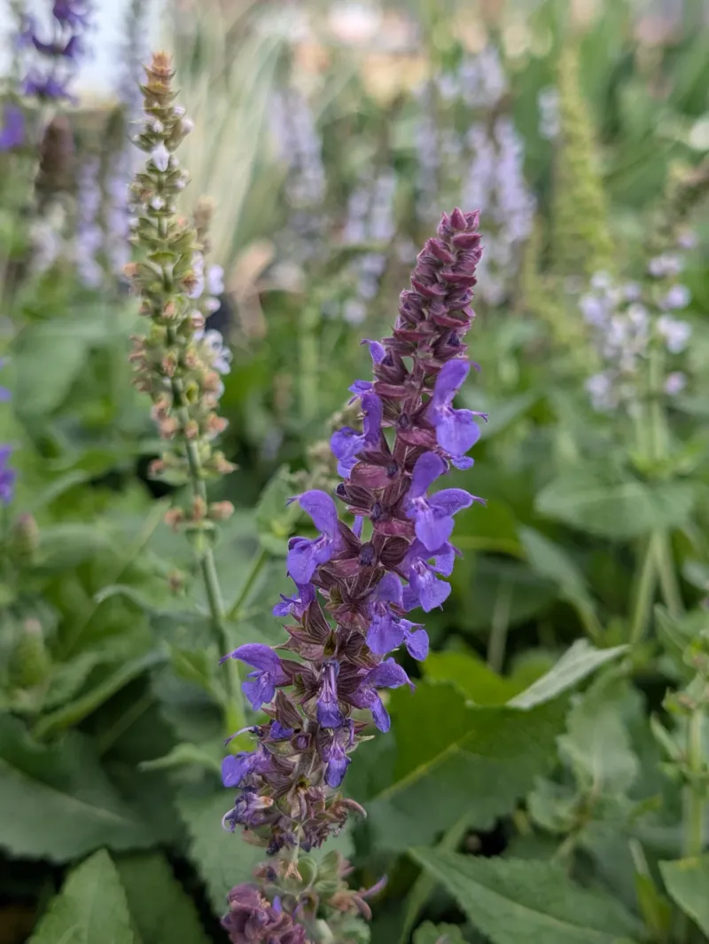 Salvia (Salvia nemorosa)