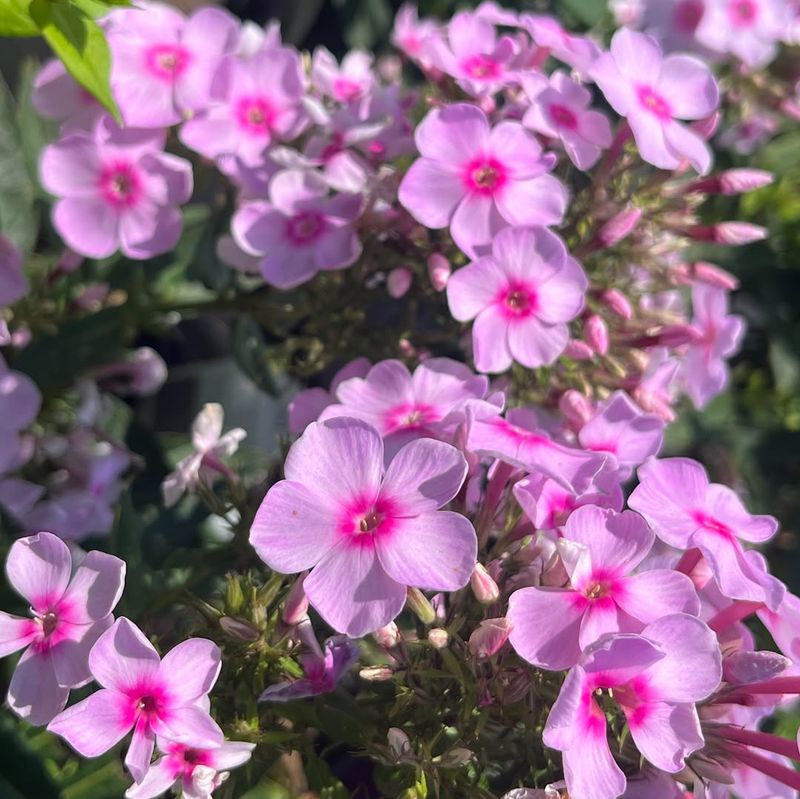Phlox (Garden Phlox)
