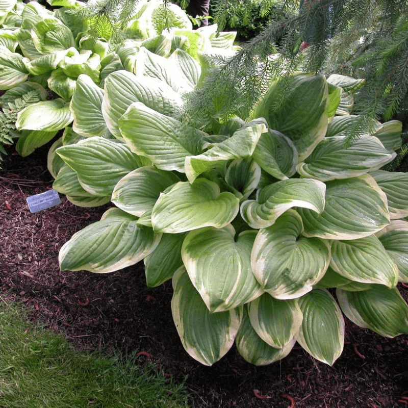 Hostas That Use Snow As Insulation