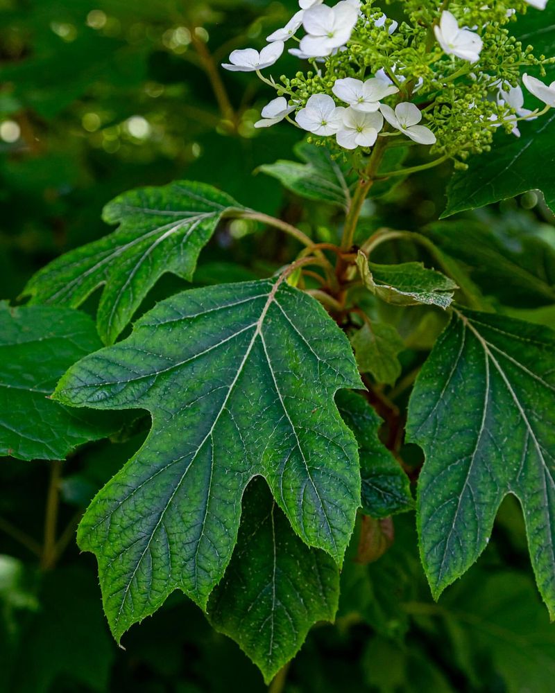 Oakleaf Hydrangea