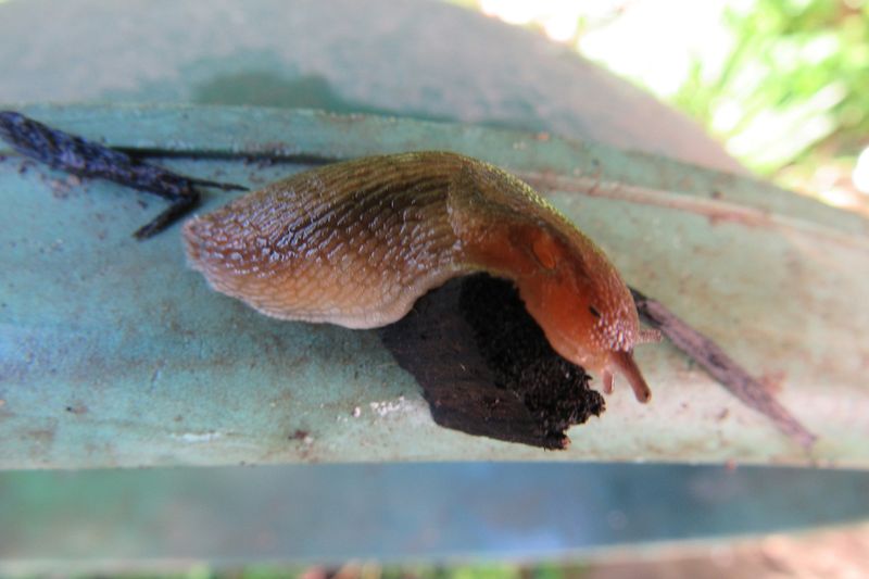 Slugs Hiding Under Boards Or Pots