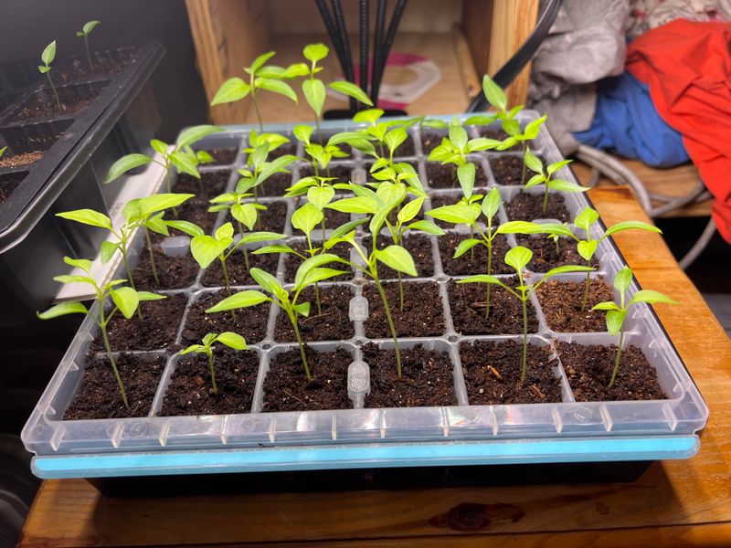 Soil Time Is Used More Efficiently In Early Spring