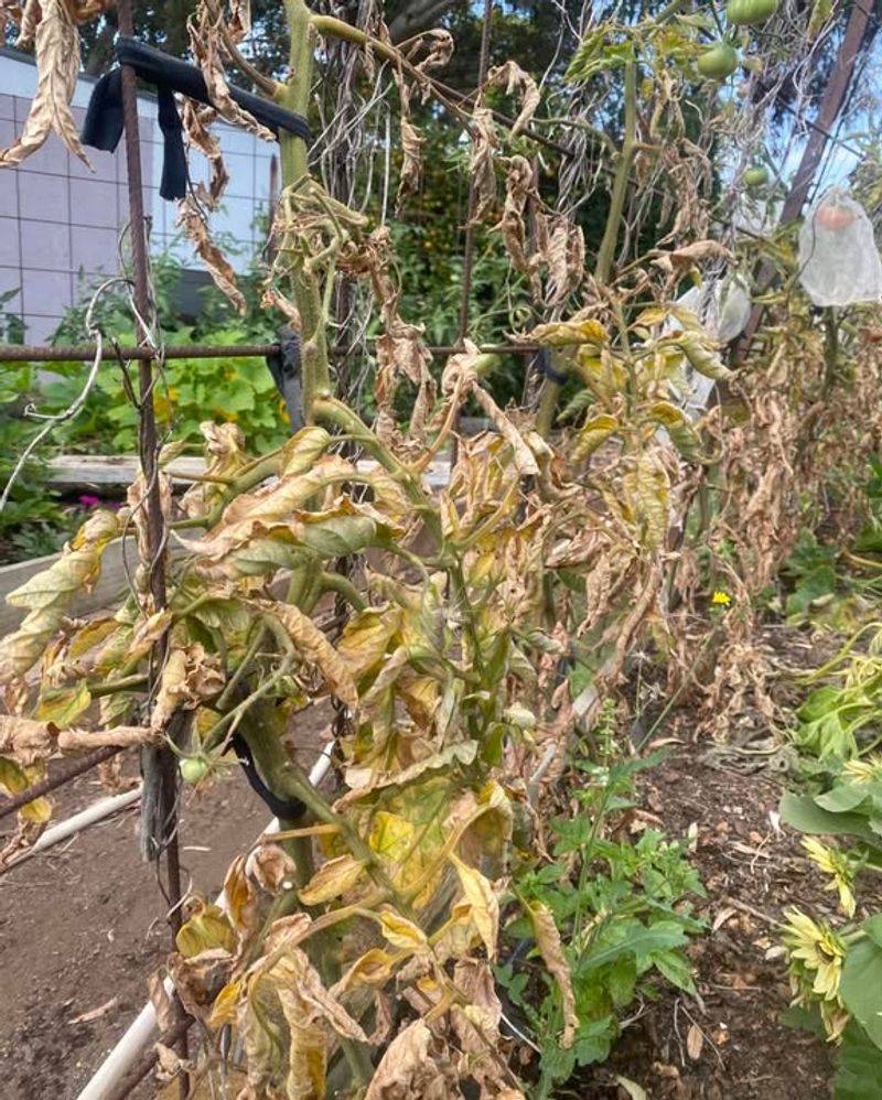 Leaves Begin To Pale Or Yellow