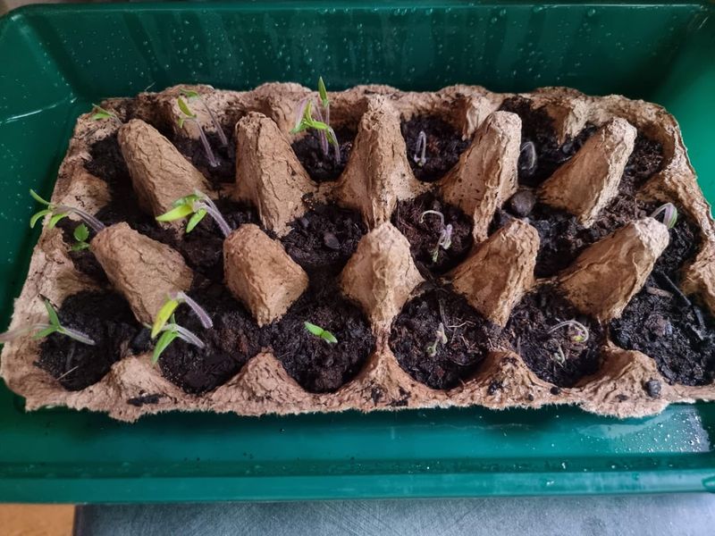 Plant Bulbs At The Correct Depth