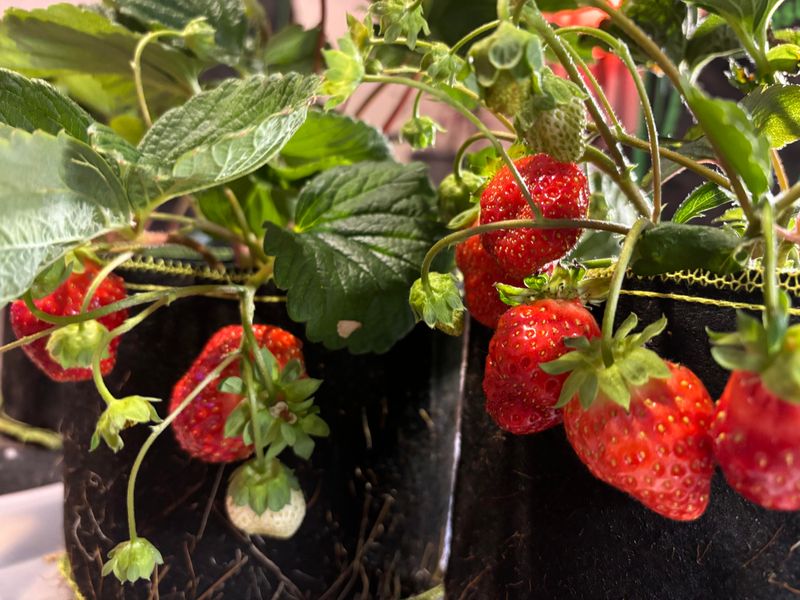 Use Quality Potting Mix