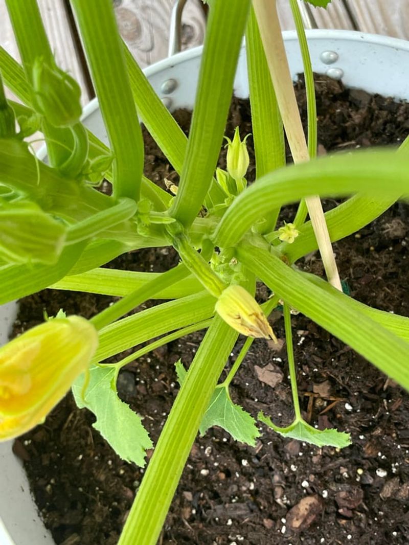 Hand-Pollinate Flowers Since Bees Cannot Reach Indoor Plants