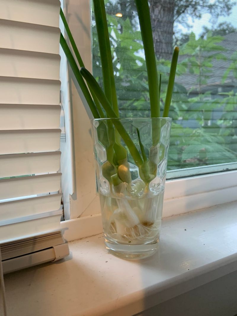 Provide Adequate Light For Healthy Growth