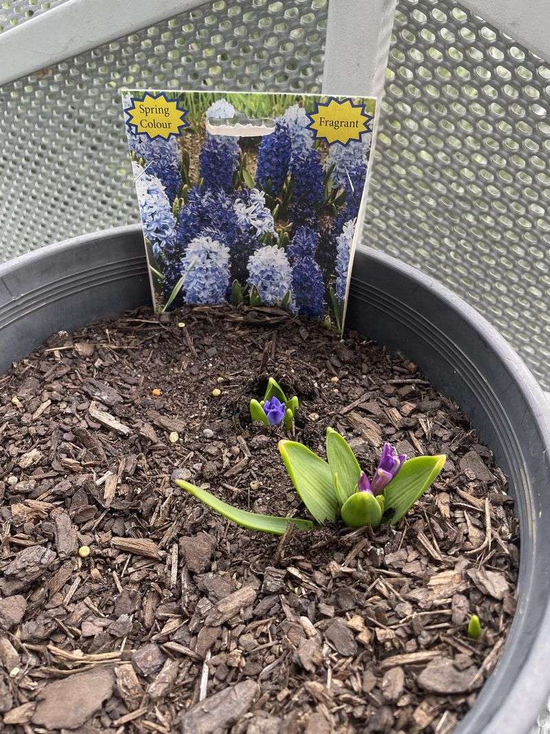 Planting In Full Shade