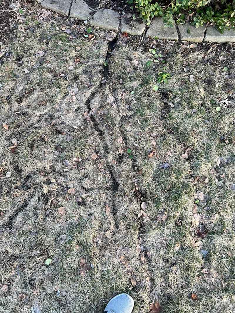 Rodent Damage Increases Around Plant Bases