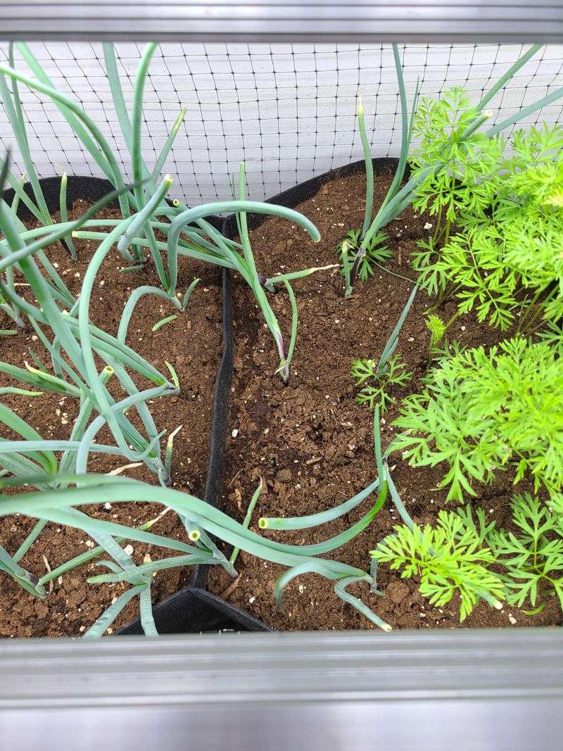 LED Grow Light Boosted Gardens