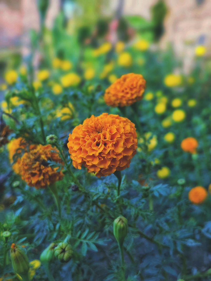 October – Marigold (Meaning + Texas Growing Tips)