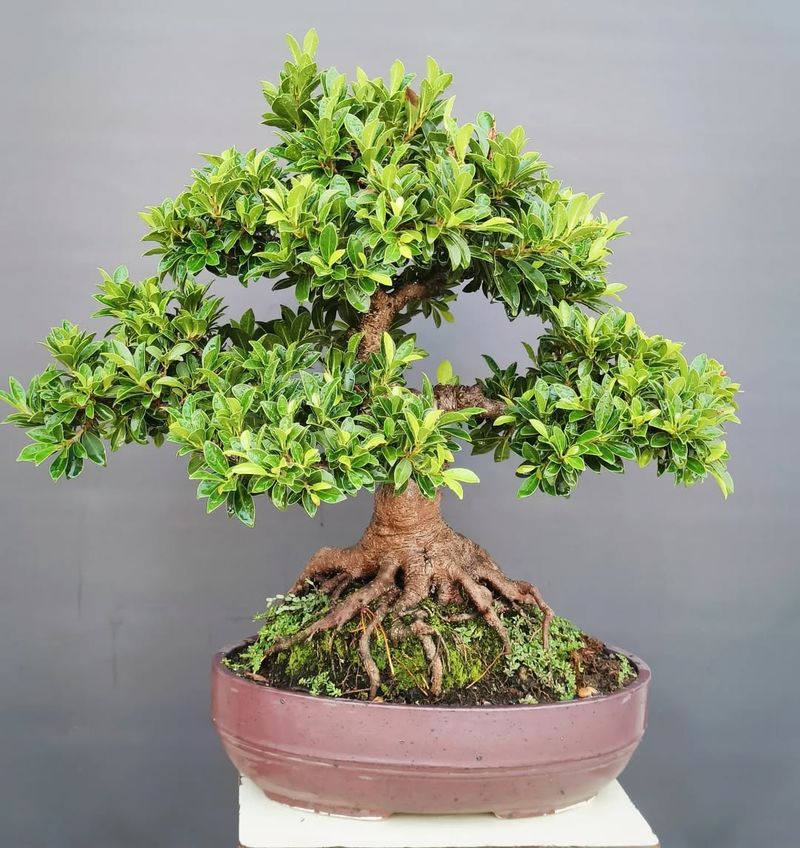 Ginseng Ficus (Ficus Microcarpa)