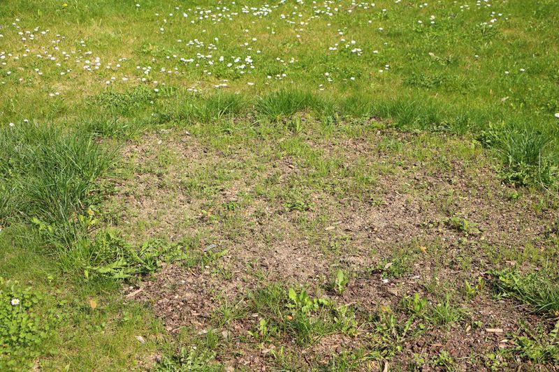 Inspect Lawns For Compaction And Bare Spots