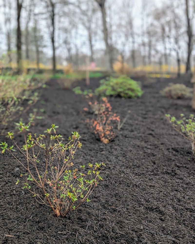 Apply Fresh Mulch To Garden Beds