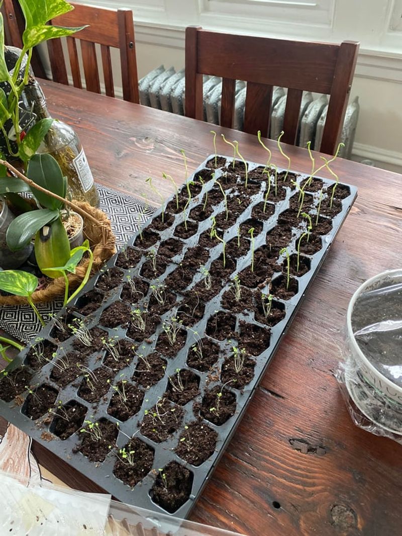 Plan and Order Spring Seeds