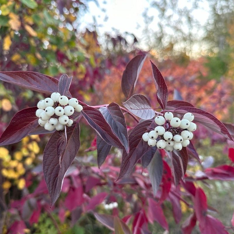 Red-Osier Dogwood (Cornus sericea)
