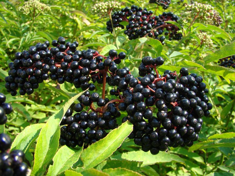 Elderberry For High-Value Wildlife Nutrition