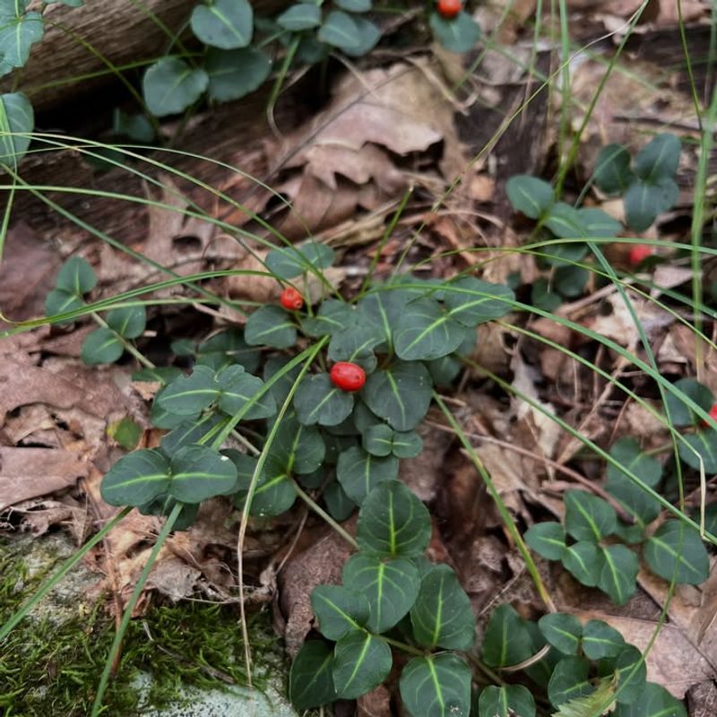 Kinnikinnick For Low-Water And High-Traffic Areas