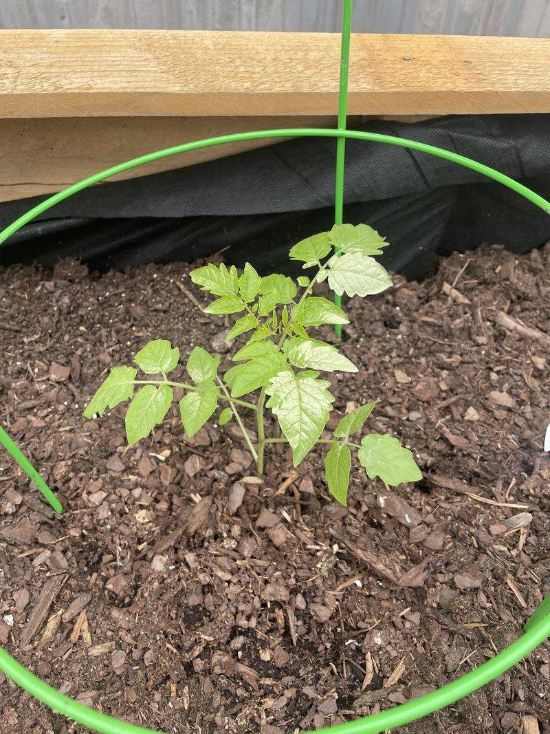 Avoid Nitrogen Overload Early On