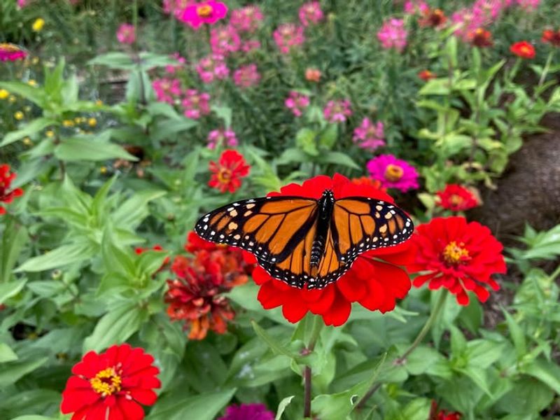 Butterfly and Pollinator Gardens