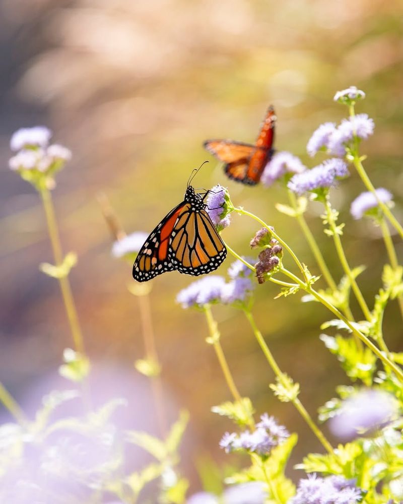 Butterfly Gardens Support Pollinators