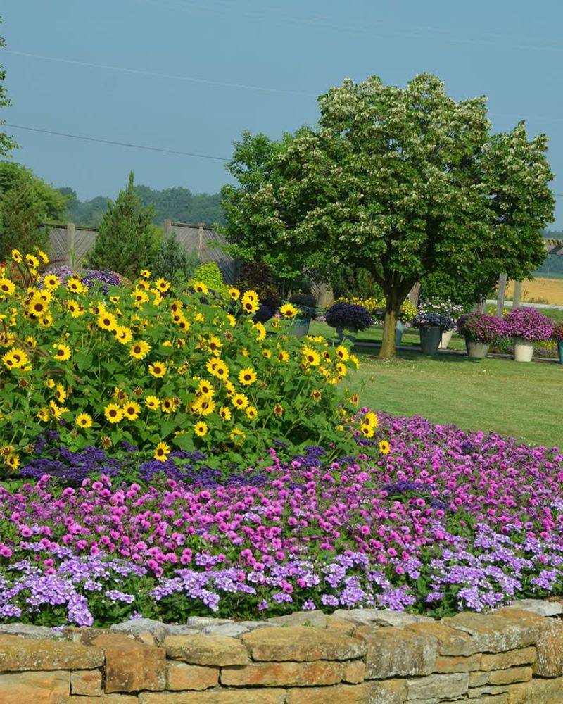 Humidity Makes Sun Stress Worse In Virginia Gardens