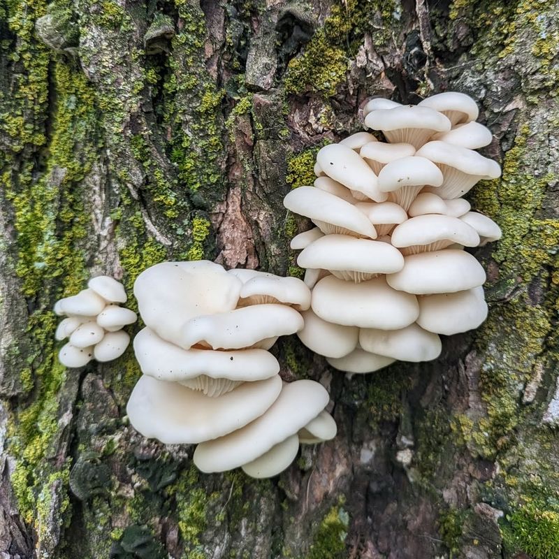Placed Log Or Stump Inoculation