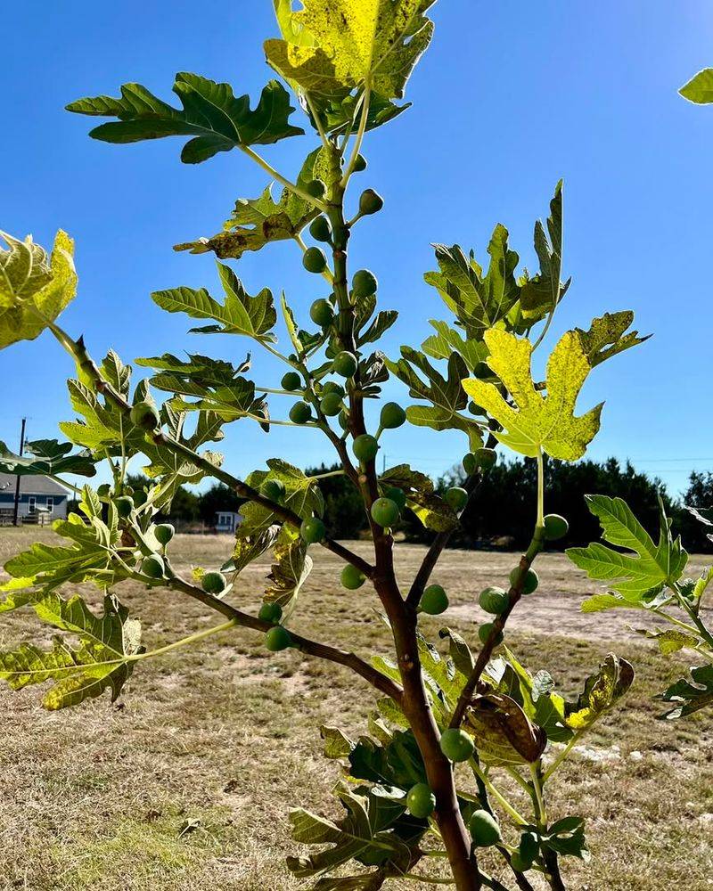 Avoid Heavy Pruning On Young Trees