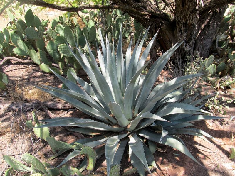 Fertilizing Should Be Minimal