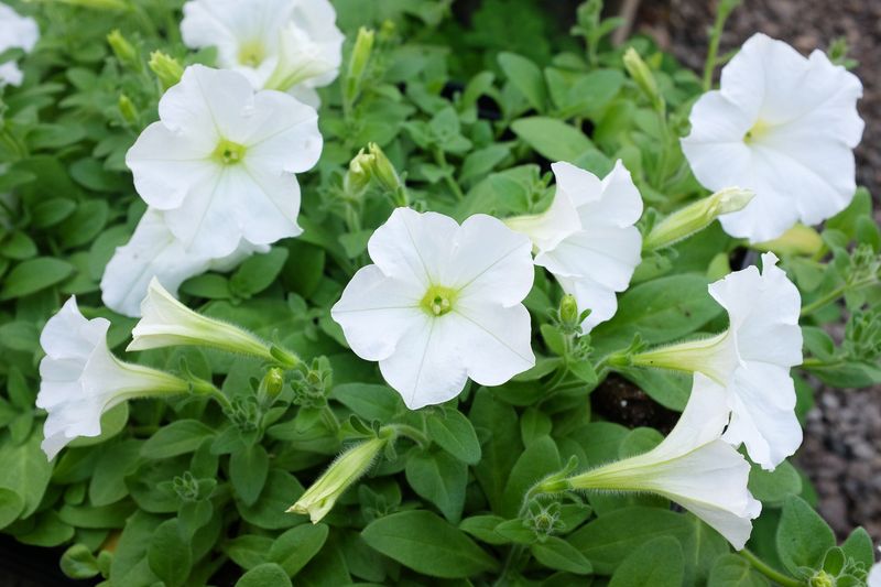 White Petunias