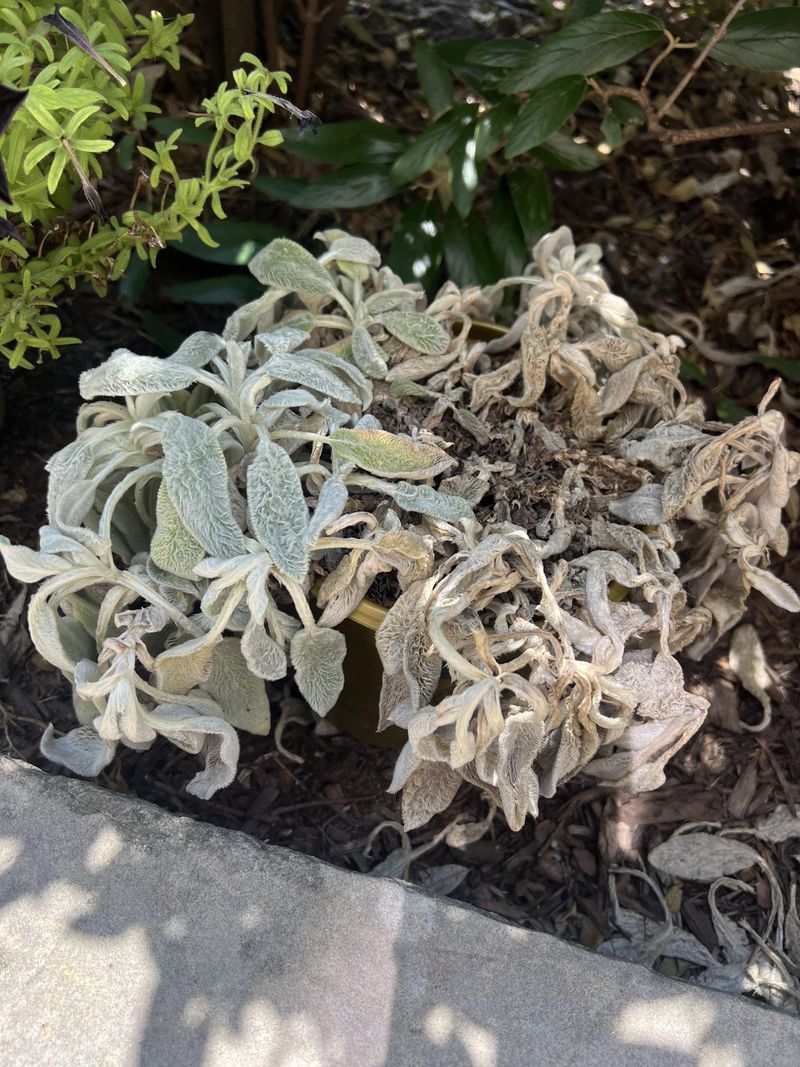 Lamb's Ear Turning Mushy And Brown