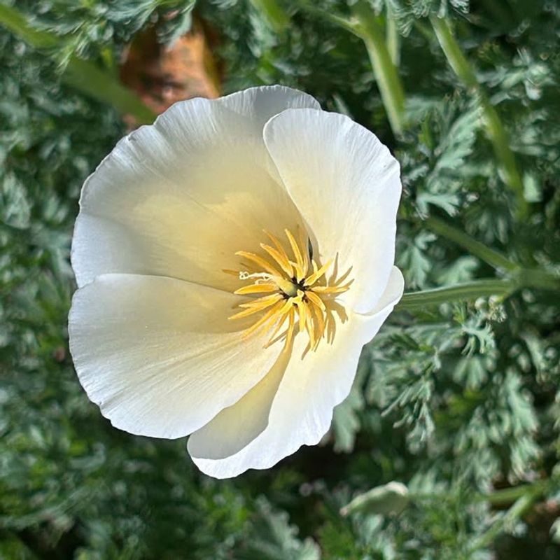 White California Poppy