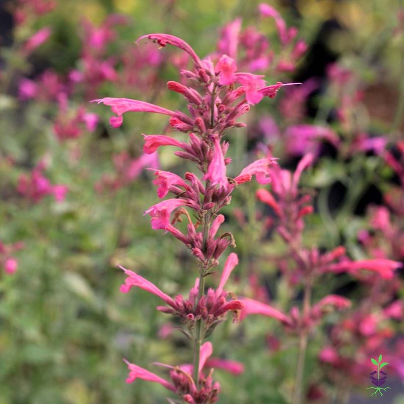 Agastache Fills Your Garden With Fragrance And Bee Activity