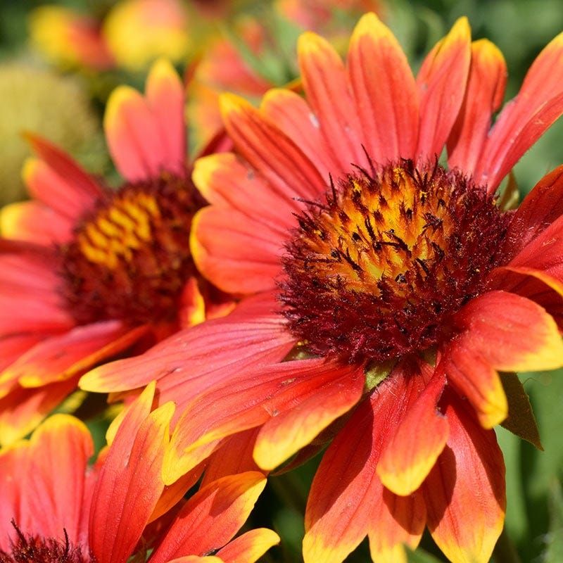 Blanket Flower (Gaillardia)