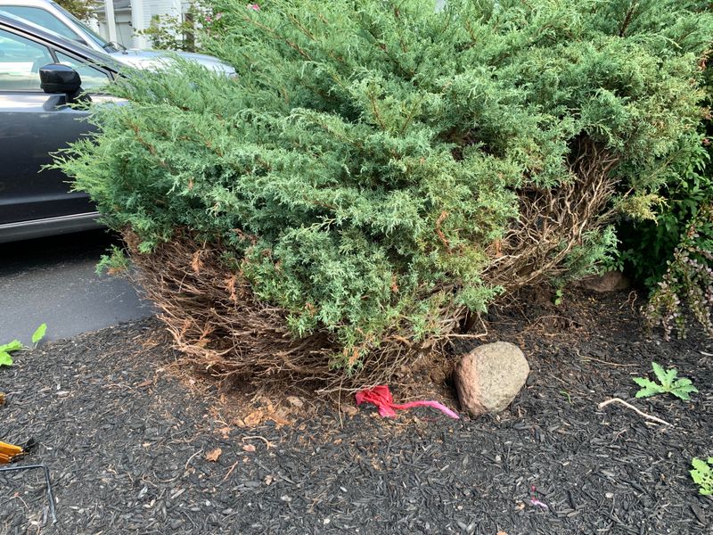 Ignoring Natural Growth Habits