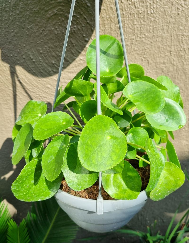 Hanging Basket Near A Bright Window