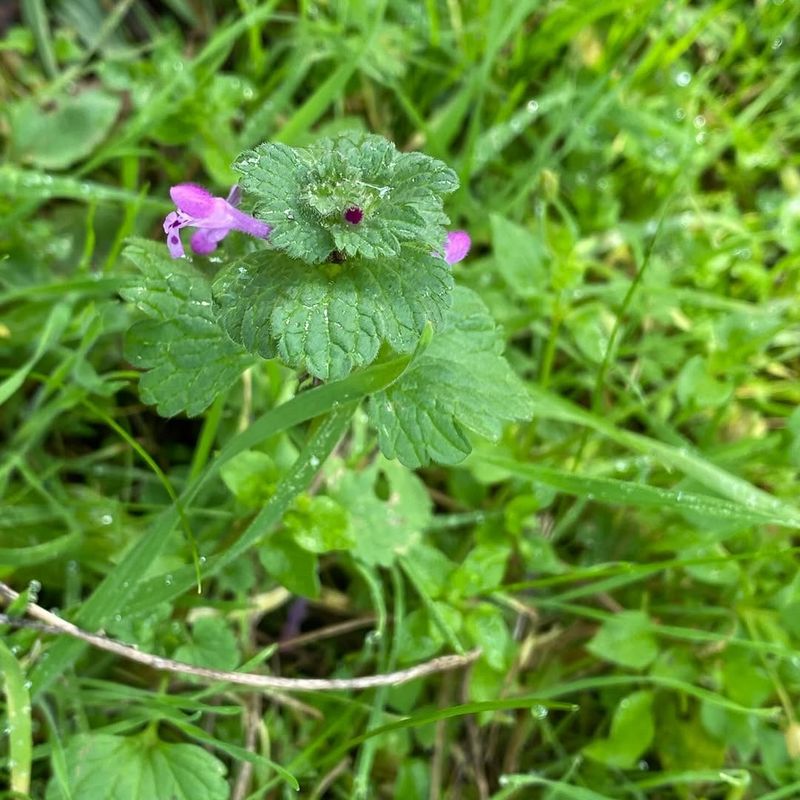 Purple Deadnettle