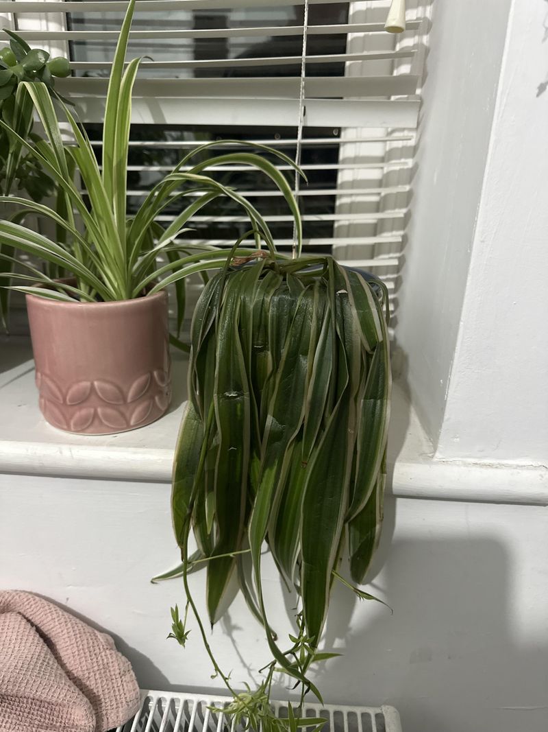 Placement Near Heat Vents And Radiators