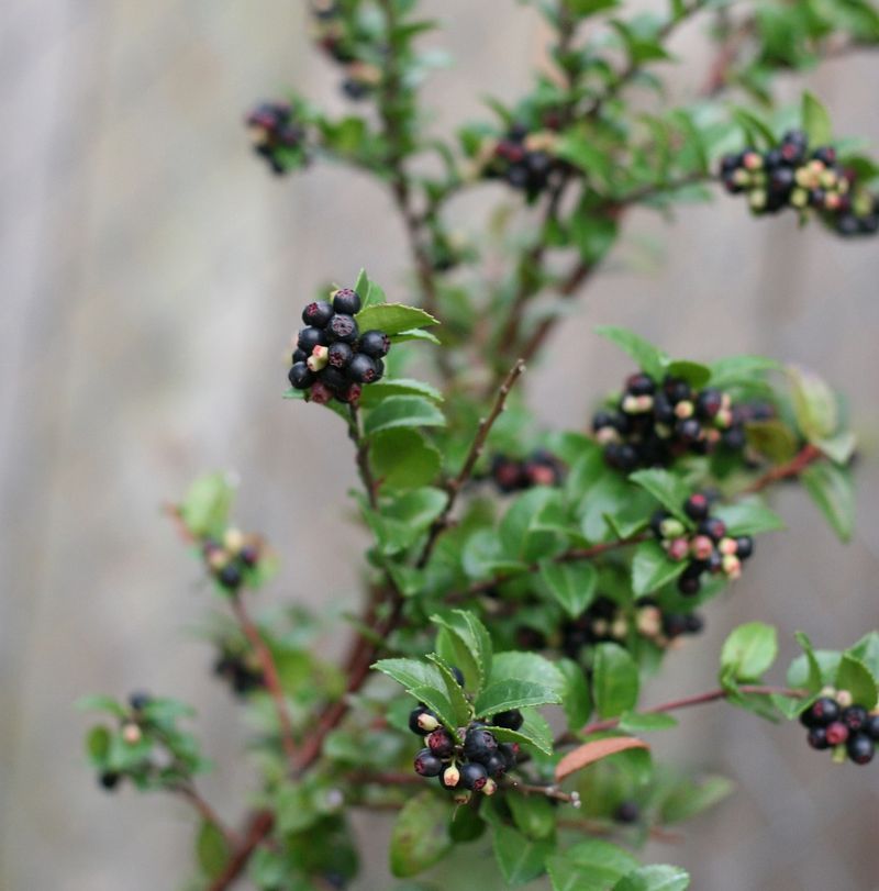 Evergreen Huckleberry (Vaccinium ovatum)