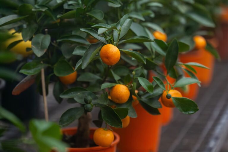 calamondin orange