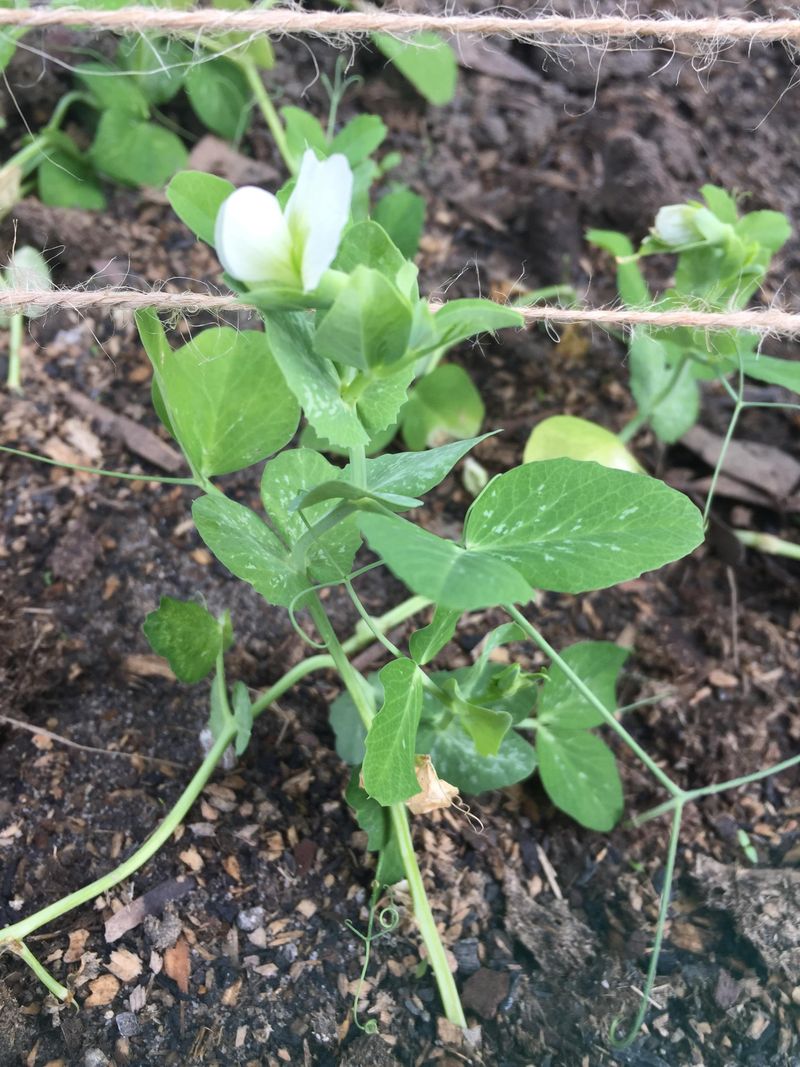 Peas Grow Strong Roots Before Fast Top Growth Begins