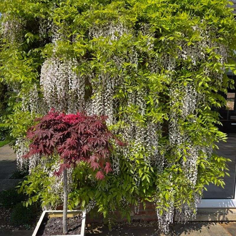 Remove Thin Or Weak Vines That Won't Flower Well