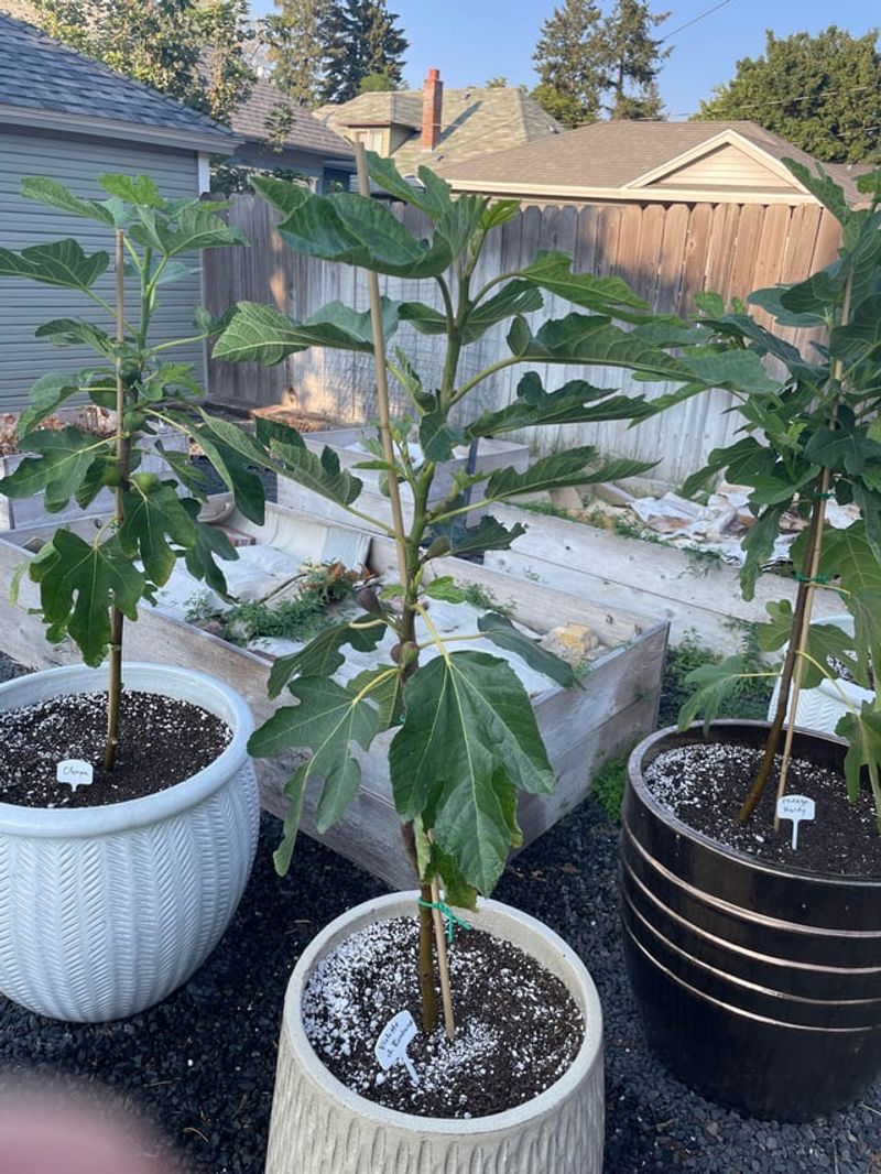 Thin Out Crowded Branch Clusters