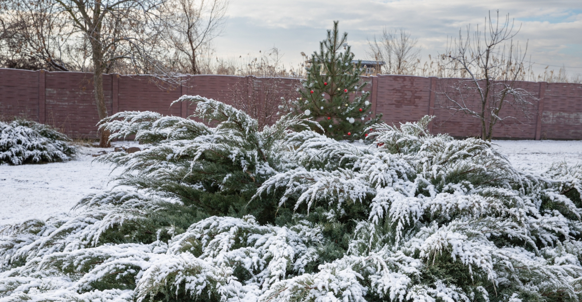 winter plants (featured image)