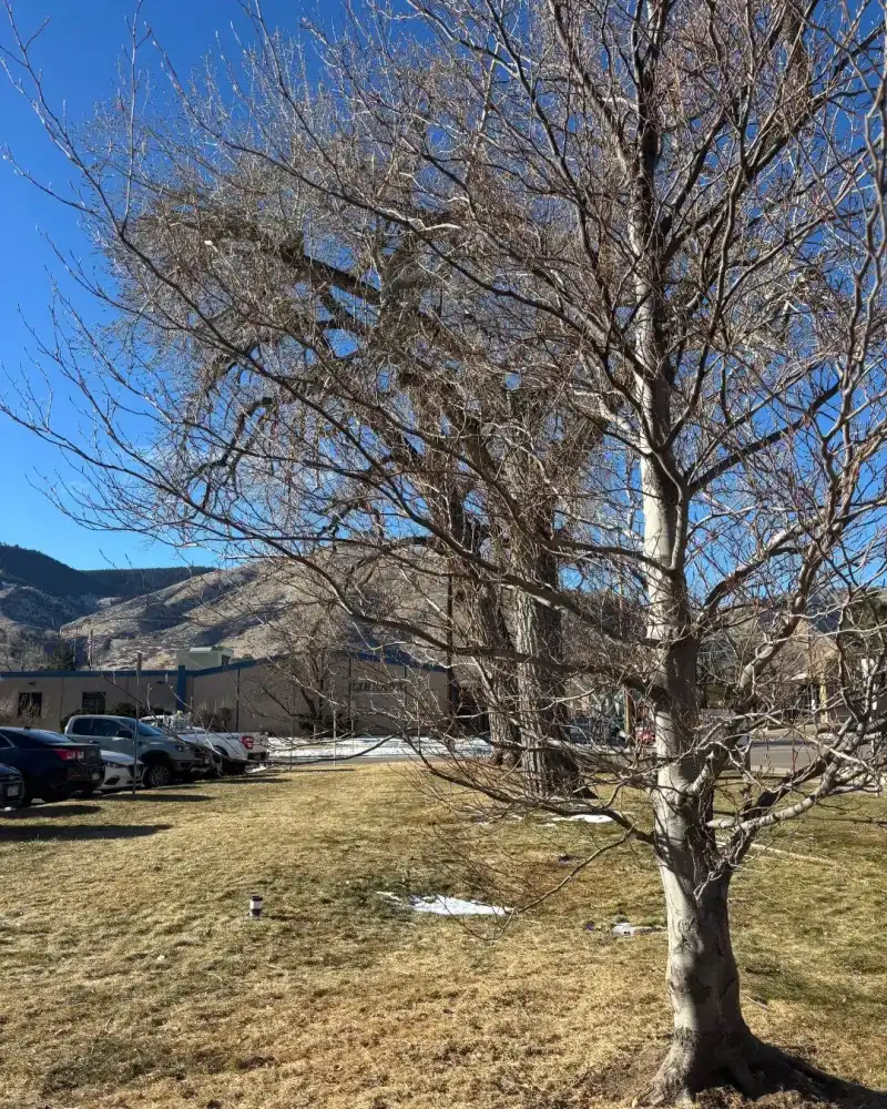 Colorado's Dry Winter Climate Creates Unique Watering Needs