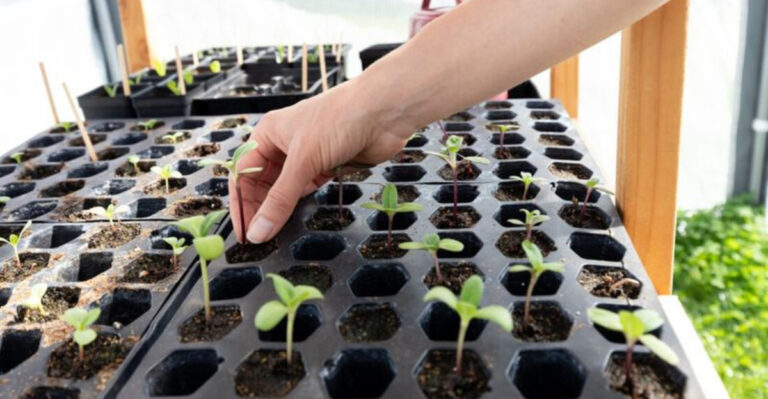 indoor seed starting