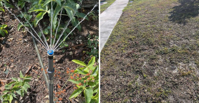 lawn sprinkler and grass in winter