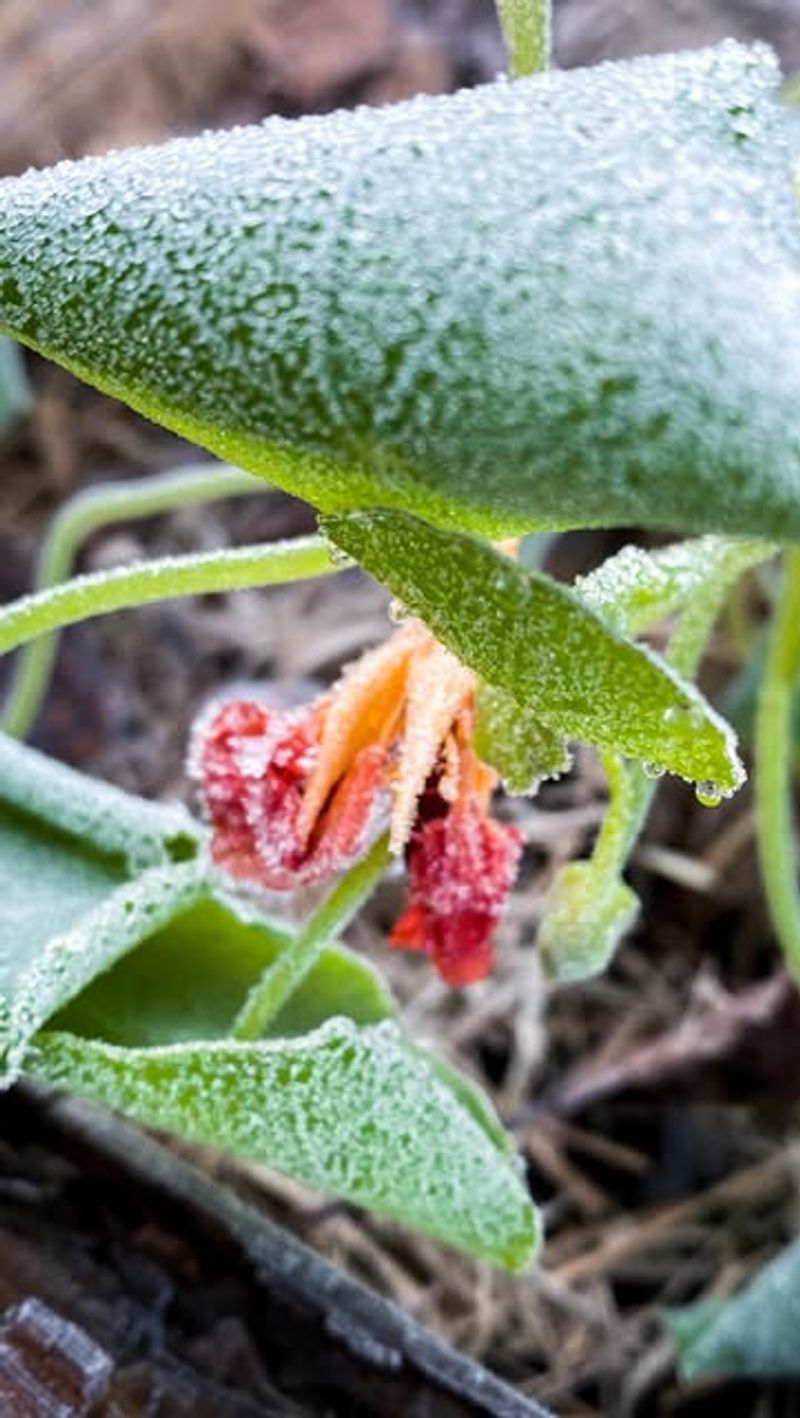 Forgetting To Water Before Deep Freezes